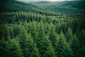 en bonne santé vert des arbres dans une forêt de vieux épicéa, sapin et pin. ai généré photo