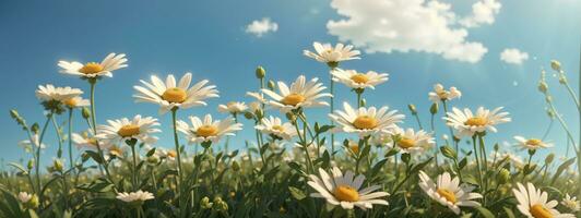 sauvage marguerites dans le herbe avec une bleu ciel. ai généré photo