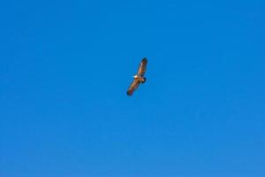 vautour fauve survolant le ciel bleu photo