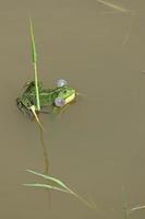 une grenouille verte à la tige d'une herbe poussant dans l'eau photo