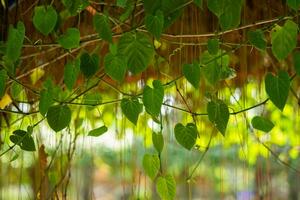 léche-botte feuilles dans le forêt photo