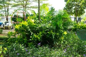 tropical jardin avec paume arbre photo