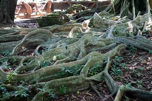 désordonné gros arbre les racines modèle photo