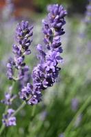 petites fleurs de lavande lilas sur une tige verticale photo