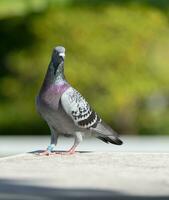 plein corps de la vitesse courses Pigeon oiseau permanent sur Accueil toit photo