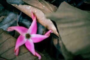 rose fleurs sur sec feuilles photo