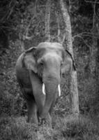 Asie l'éléphant dans Thaïlande photo