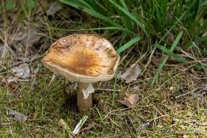 Célibataire porc champignon séance parmi luxuriant vert herbe dans une Naturel Extérieur réglage photo