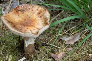 Célibataire porc champignon séance parmi luxuriant vert herbe dans une Naturel Extérieur réglage photo