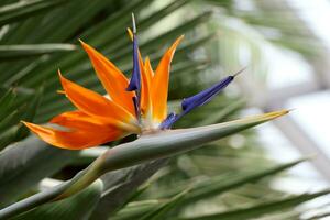 oiseau de paradis fleur proche en haut strelitzia reginae fleur photo