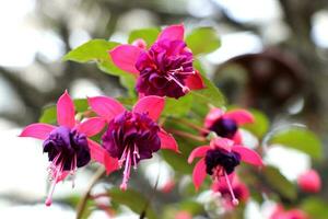 fuchsia hybrida fleurs proche en haut photo