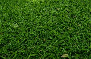 vert herbe Frais dans le parc, herbe champ texture, pelouse Contexte photo