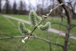 bourgeons verts épineux sur une branche d'arbre. fond de plante naturelle photo