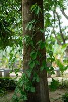 gros arbre les troncs vignes les plantes photo