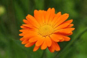 gros plan de fleur de calendula orange photo