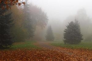 beau paysage d'automne. parc brumeux. photo