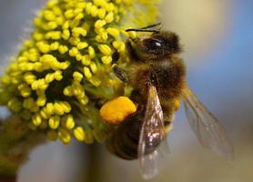 l'abeille récolte le nectar et le pollen sur un saule. photo
