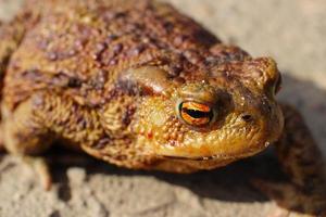 gros plan de grenouille crapaud laid. photo