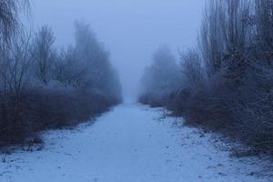 sombre journée d'hiver dans la forêt photo