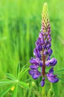 fleur de lupin violet en été. photo