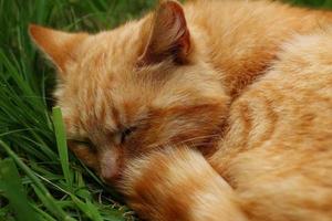 beau chat rouge dormant dans l'herbe. photo