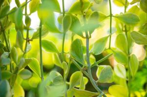 feuilles vertes dans le jardin sur fond naturel photo