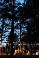 zone de banquet de mariage dans une forêt de pins avec une arche en arrière-plan pour plusieurs personnes