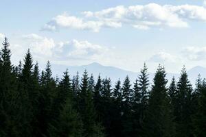 Montagne paysage avec forêt dans le Carpates montagnes de Ukraine. photo