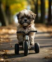 une mignonne chien sur une mini bicyclette sur une ville parc route photo