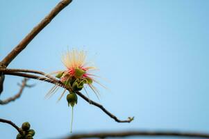ventre bois ou patane chêne fleur dans épanouissement sur le arbre photo