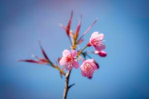 magnifique rose Sakura fleur épanouissement sur bleu ciel Contexte photo