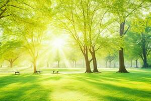 magnifique paysage parc avec des arbres et Soleil. coloré feuillage dans le parc. pro photo