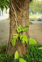 arbre tronc avec les racines et plante léche-botte isolé photo