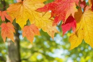 Terre journée et monde environnement jour, magnifique feuilles. pro photo