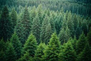 en bonne santé vert des arbres dans une forêt de vieux épicéa, sapin et pin. ai généré photo