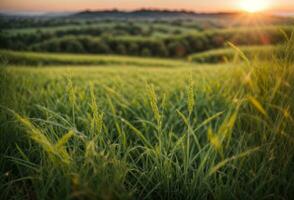 vert herbe avec le coucher du soleil vues.. ai généré photo