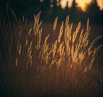 sauvage herbe dans le forêt à le coucher du soleil. macro image, peu profond profondeur de champ. abstrait été la nature Contexte. ancien filtre. ai généré photo