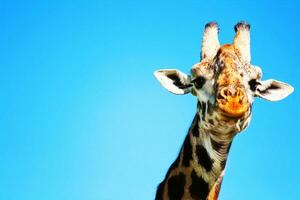 portrait de girafe photo