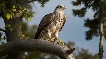 enchanteur rencontre avec une rare oiseau de proie, une majestueux chasseur perché haute dans le verdoyant canopée. ai généré photo