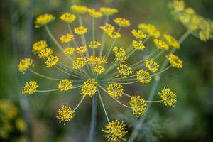 proche en haut de une Jaune aneth fleur photo