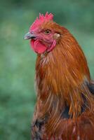 magnifique poulets et coqs en plein air dans le cour. photo