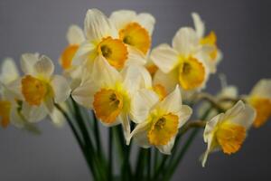 une magnifique bouquet de Jaune jonquilles fleurs sur une gris Contexte photo