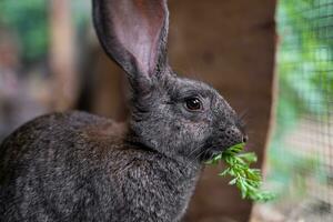 une magnifique gris national lapin est pâturage et en marchant dans le enceinte en plein air photo