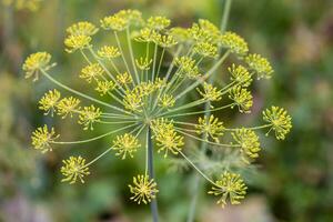 proche en haut de une Jaune aneth fleur photo