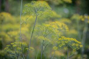 proche en haut de une Jaune aneth fleur photo