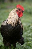 magnifique poulets et coqs en plein air dans le cour. photo