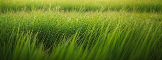 luxuriant vert herbe Prairie Contexte. ai généré photo