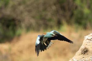 rouleau européen, coracias garrulus photo