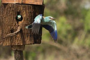 rouleau européen, coracias garrulus photo