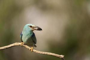 rouleau européen, coracias garrulus photo